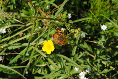 Phyciodes orseis