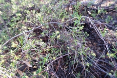 Pimelea microcephala