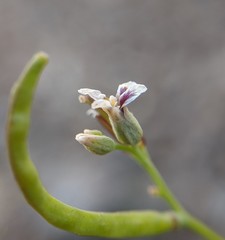 Streptanthus barbiger
