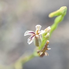 Streptanthus barbiger