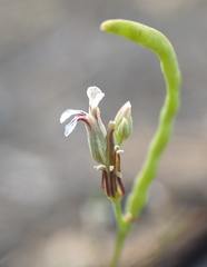 Streptanthus barbiger