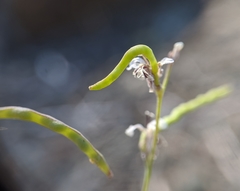 Streptanthus barbiger