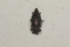 Dicerca tenebrica