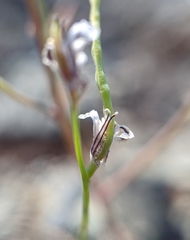 Streptanthus barbiger