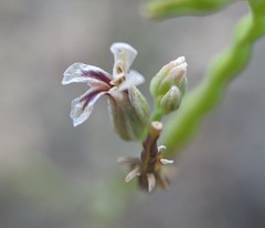 Streptanthus barbiger