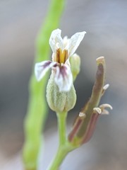 Streptanthus barbiger