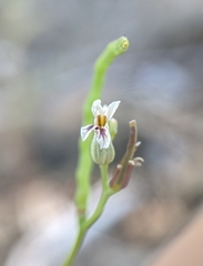Streptanthus barbiger