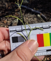 Streptanthus barbiger