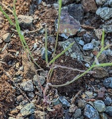 Streptanthus barbiger