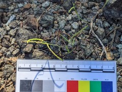 Streptanthus barbiger