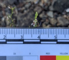 Streptanthus barbiger