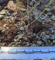 Streptanthus barbiger