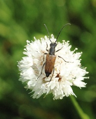 Anastrangalia sanguinea