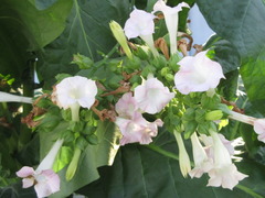 Nicotiana tabacum