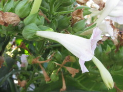Nicotiana tabacum