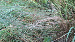 Stipa tirsa