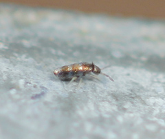 Lepidocyrtus fimicolus