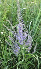 Veronica spuria