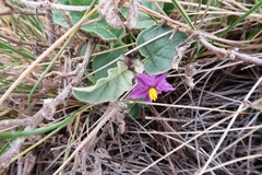 Solanum quadriloculatum