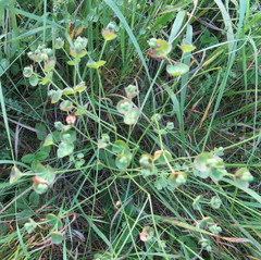 Euphorbia microcarpa