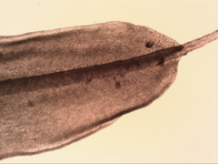 Syntrichia antarctica