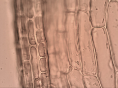 Syntrichia antarctica