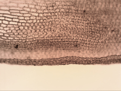 Syntrichia antarctica