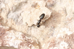 Camponotus modoc