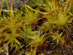 Syntrichia antarctica