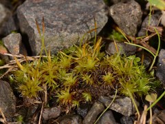 Syntrichia antarctica
