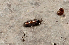 Lepidocyrtus fimicolus