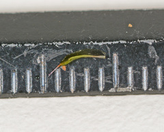 Syntrichia antarctica