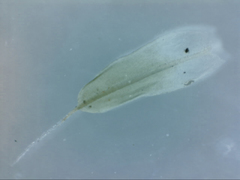 Syntrichia antarctica