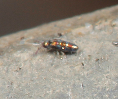 Lepidocyrtus fimicolus