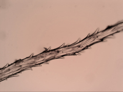 Syntrichia antarctica