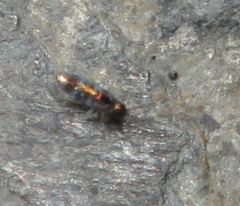 Lepidocyrtus fimicolus