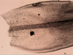 Syntrichia antarctica