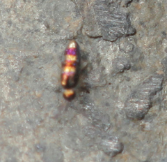 Lepidocyrtus fimicolus
