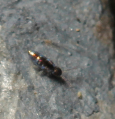 Lepidocyrtus fimicolus
