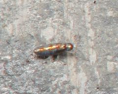 Lepidocyrtus fimicolus