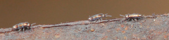 Lepidocyrtus fimicolus