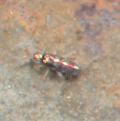 Lepidocyrtus fimicolus