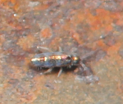 Lepidocyrtus fimicolus