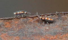 Lepidocyrtus fimicolus