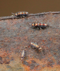Lepidocyrtus fimicolus