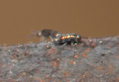 Lepidocyrtus fimicolus