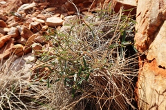 Pimelea microcephala