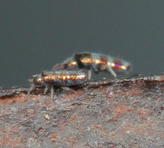 Lepidocyrtus fimicolus
