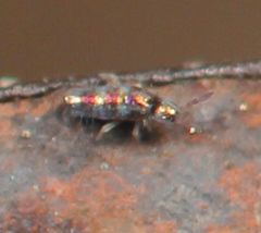Lepidocyrtus fimicolus