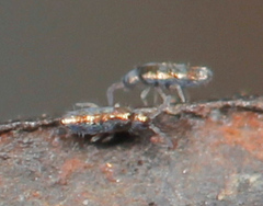 Lepidocyrtus fimicolus